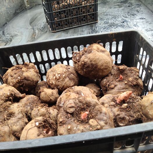 威宁县 商品魔芋，货源充足个大。1至8斤以上，价格在5至6元一斤左右