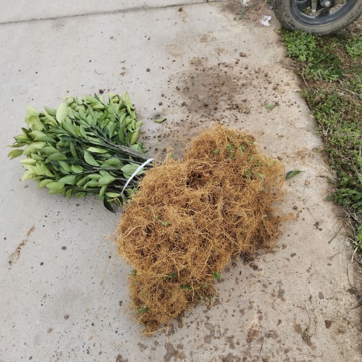 枝江市橙树苗  脐橙苗 橙子树苗 九月红脐橙苗橙子脐橙苗 盆栽地栽 自家基地