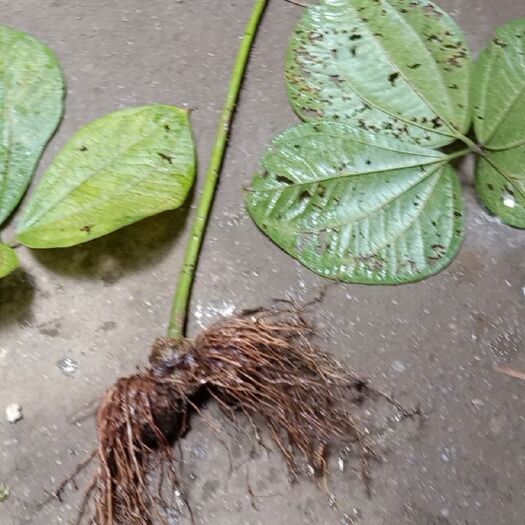 龙州县茯苓 中药材有认识的老板联系