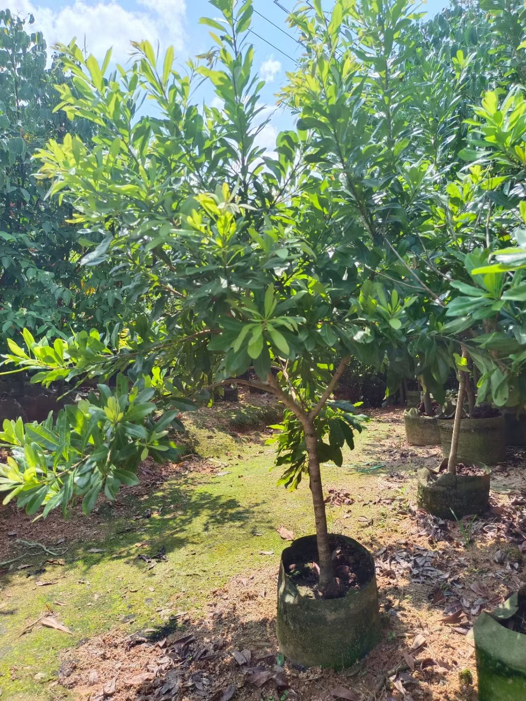 杨梅树苗 大黑炭杨梅苗 基地直销带土带叶发货 正品嫁接苗