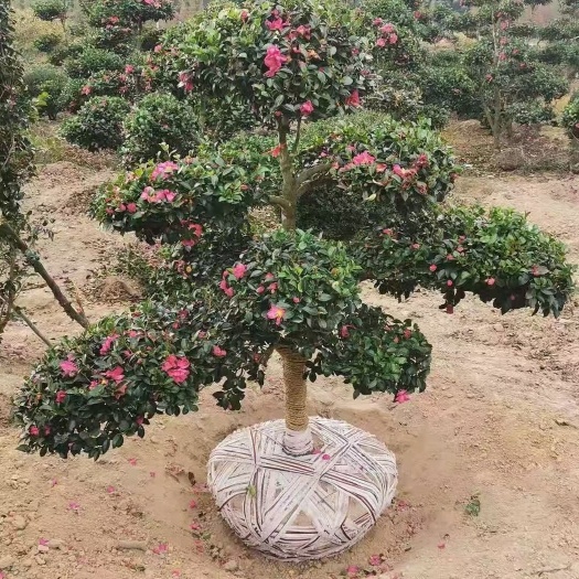 新昌县造型茶梅，庭院种植。