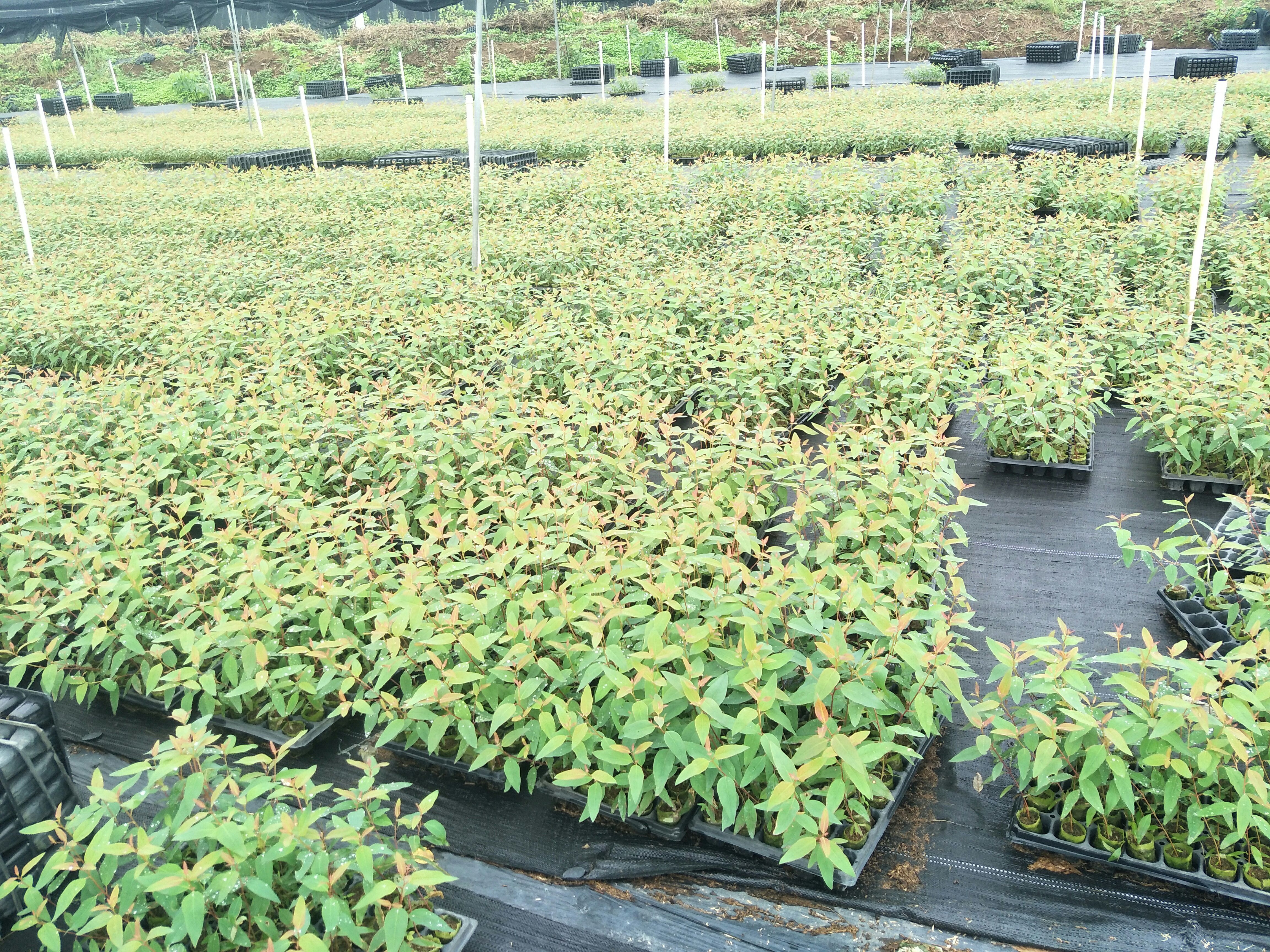 DH3229桉树 按树苗