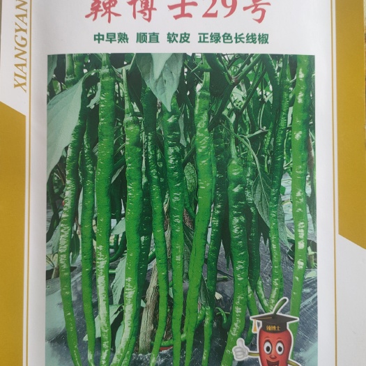 绵阳辣椒种子辣博士29号中早熟 顺直 软皮 正绿色长线椒
