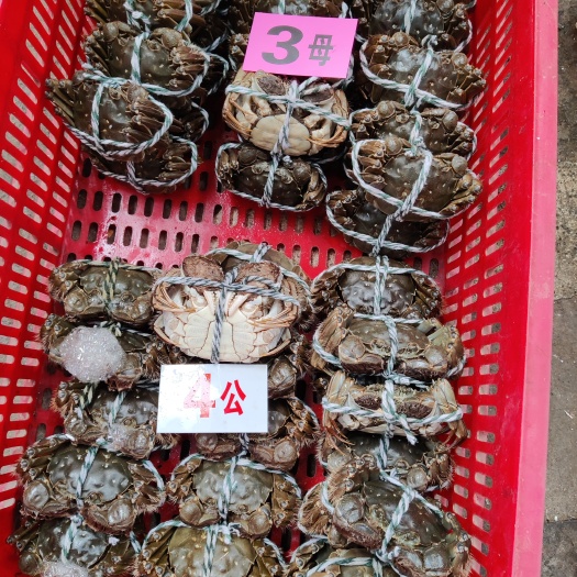 大闸蟹  精品满黄满膏，全国发货，顺丰到付