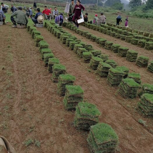 郴州马尼拉草皮 马尼拉