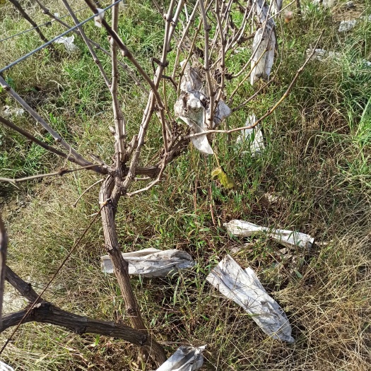 濮阳县葡萄苗 占地葡萄树
