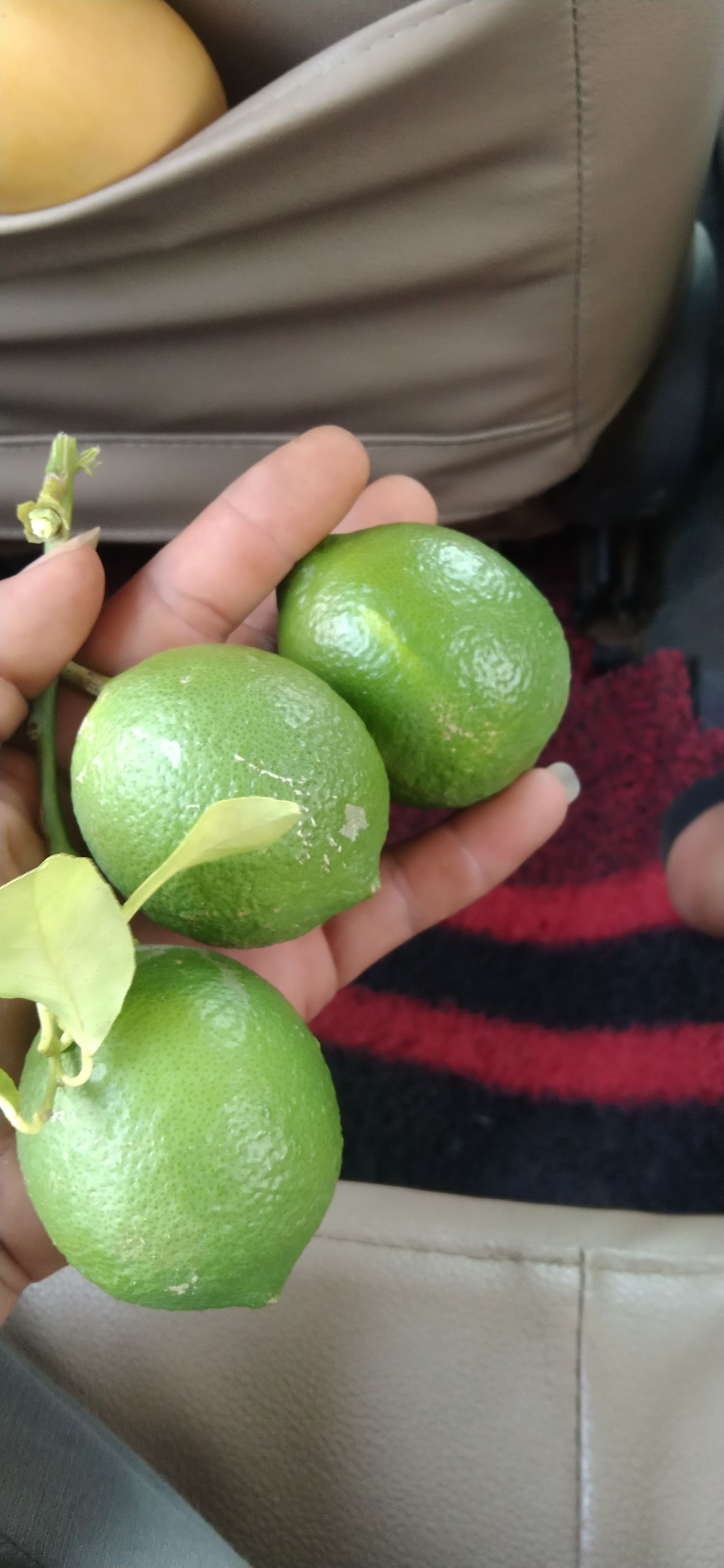 保山莱姆柠檬  汁多皮薄