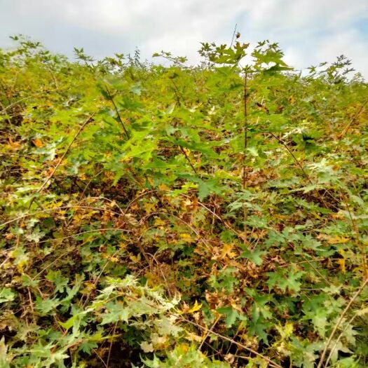 清原县 元宝枫苗 价格优惠 产地直销