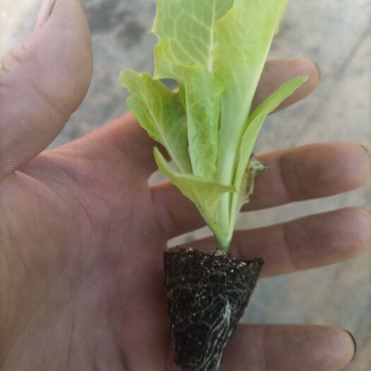 邯郸意大利生菜苗，