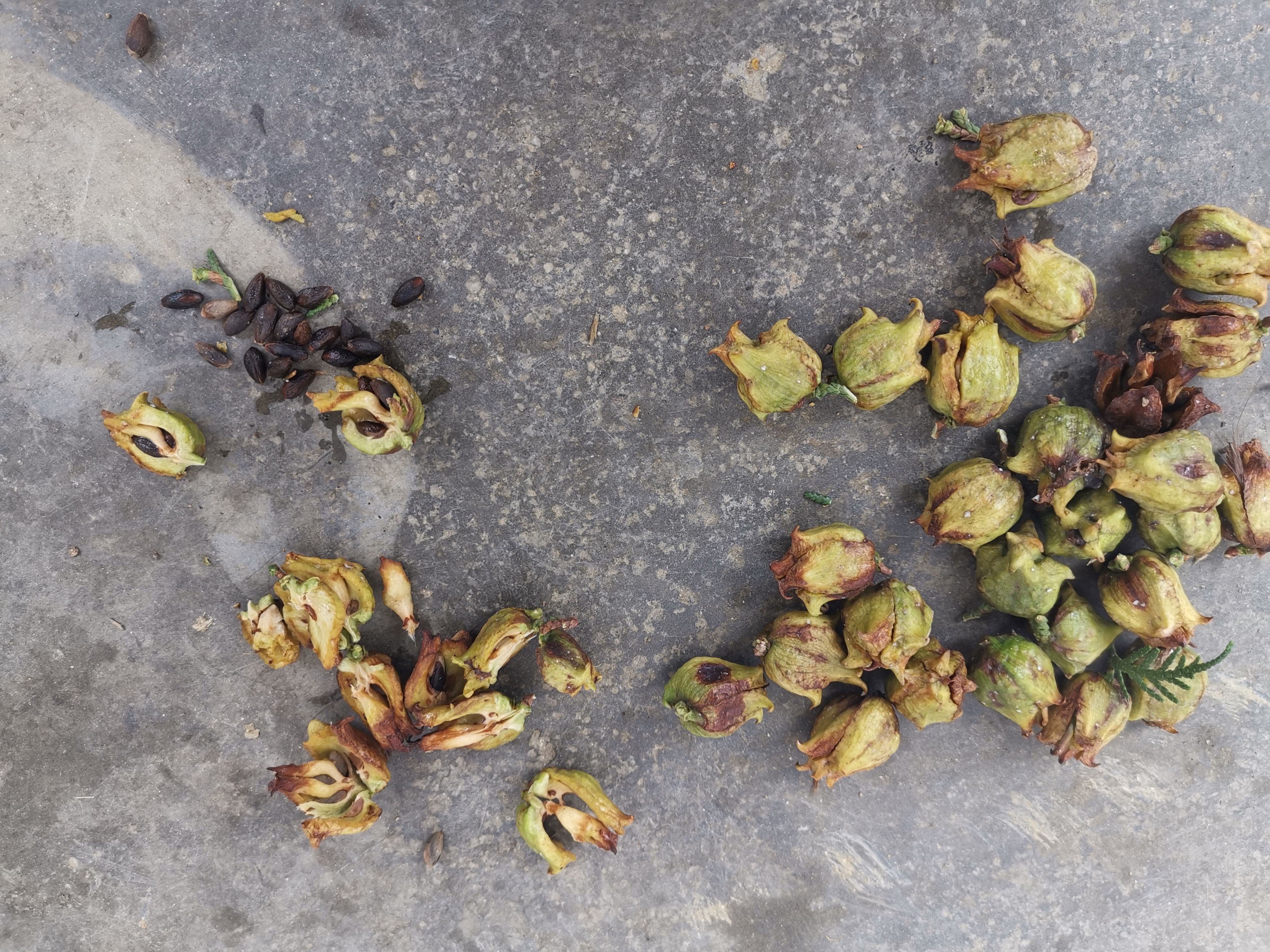 柏树果柏树子，一手货源，价格实惠