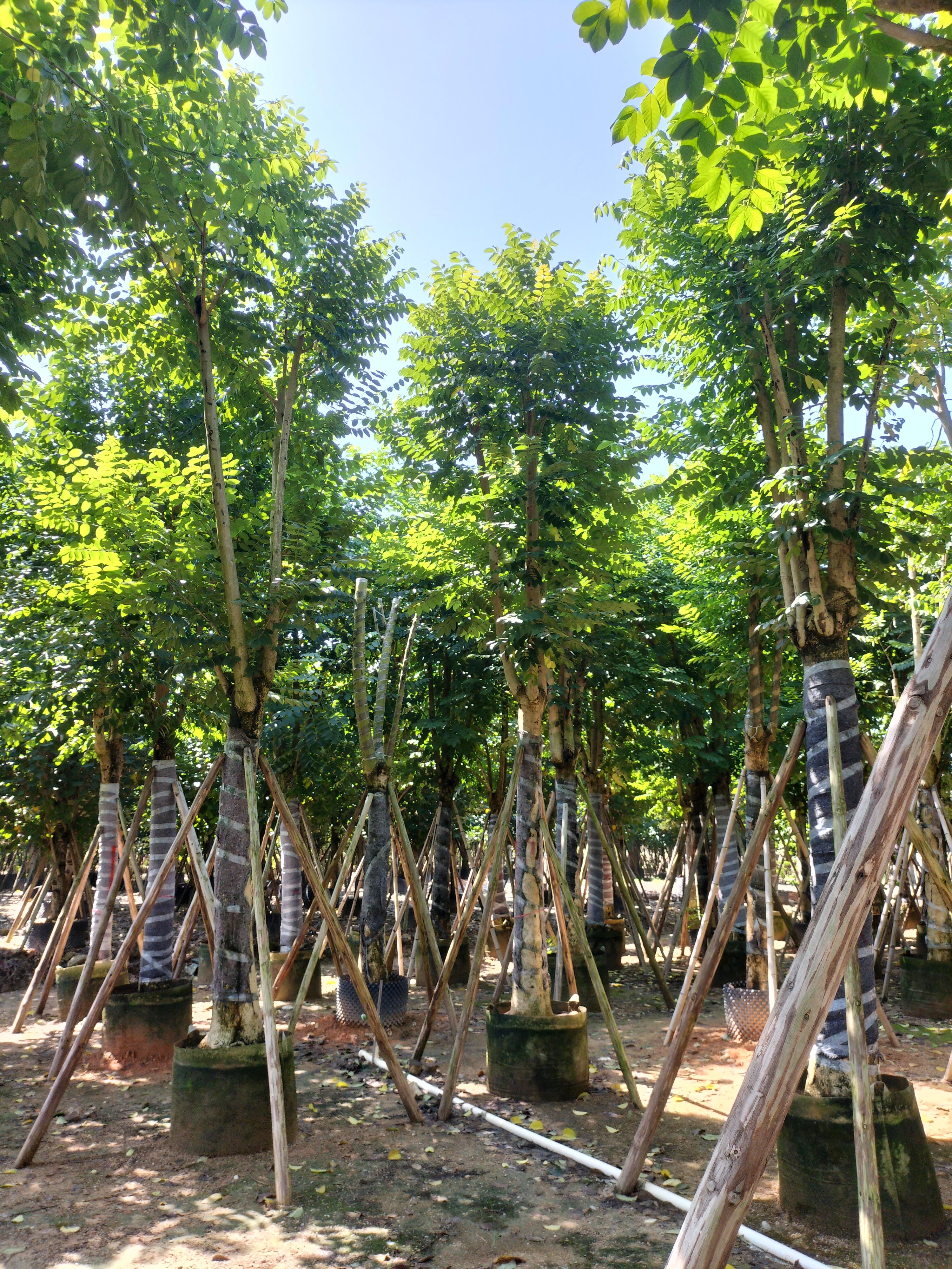  火焰木