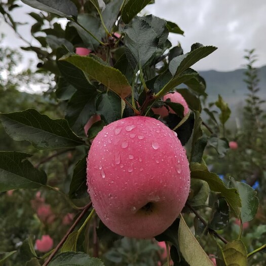 盖州市红富士苹果  盖州寒富