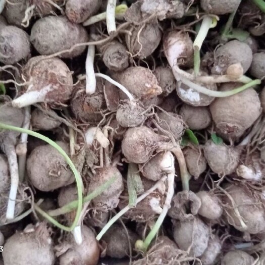 菏泽半夏种苗 旱半夏种球