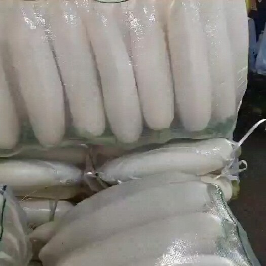保定白萝卜 河北省保定市清苑区 1.5~2斤 