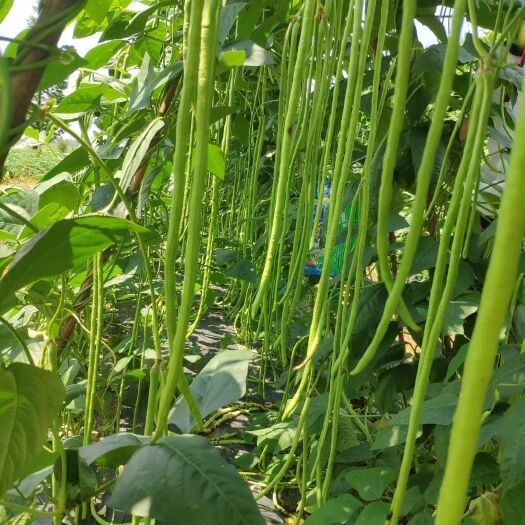 豇豆种子，条长80-90cm无鼠尾，翠绿色，耐热抗病基地推荐