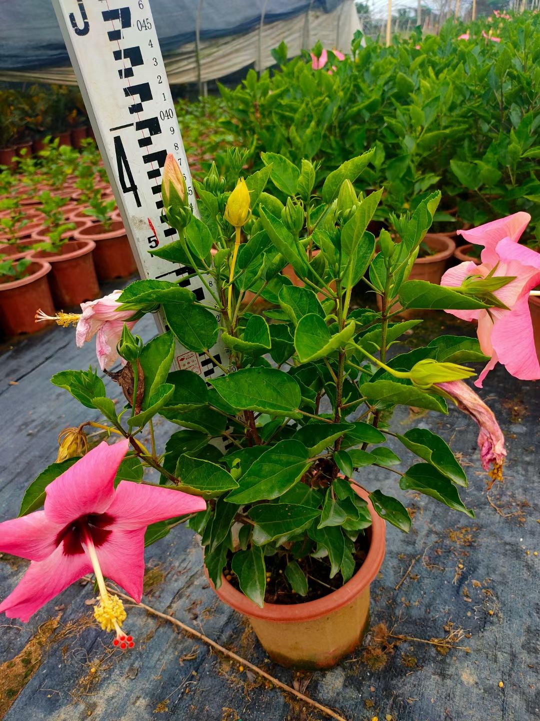 朱槿 朱瑾大红花