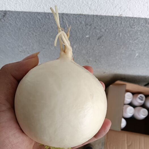 彭州市 圆根萝卜，水晶萝卜