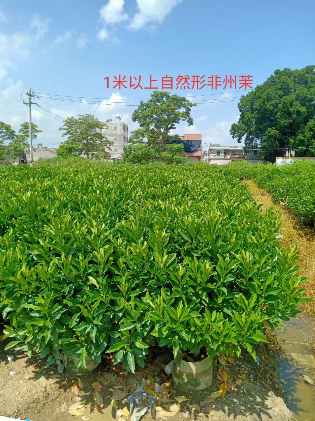  非洲茉莉