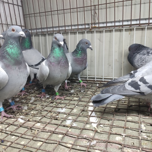 临漳县信鸽，赛鸽，