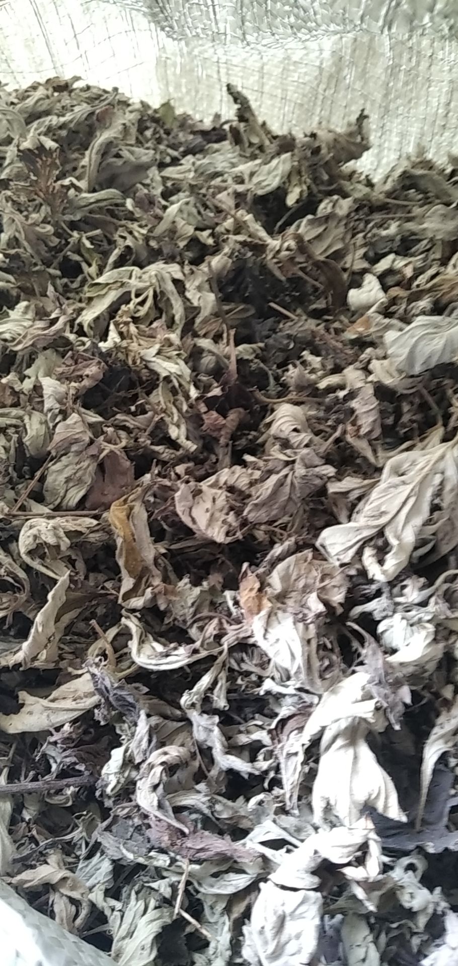 光山县艾草  艾叶  大别山艾叶 大叶艾 批发零售
