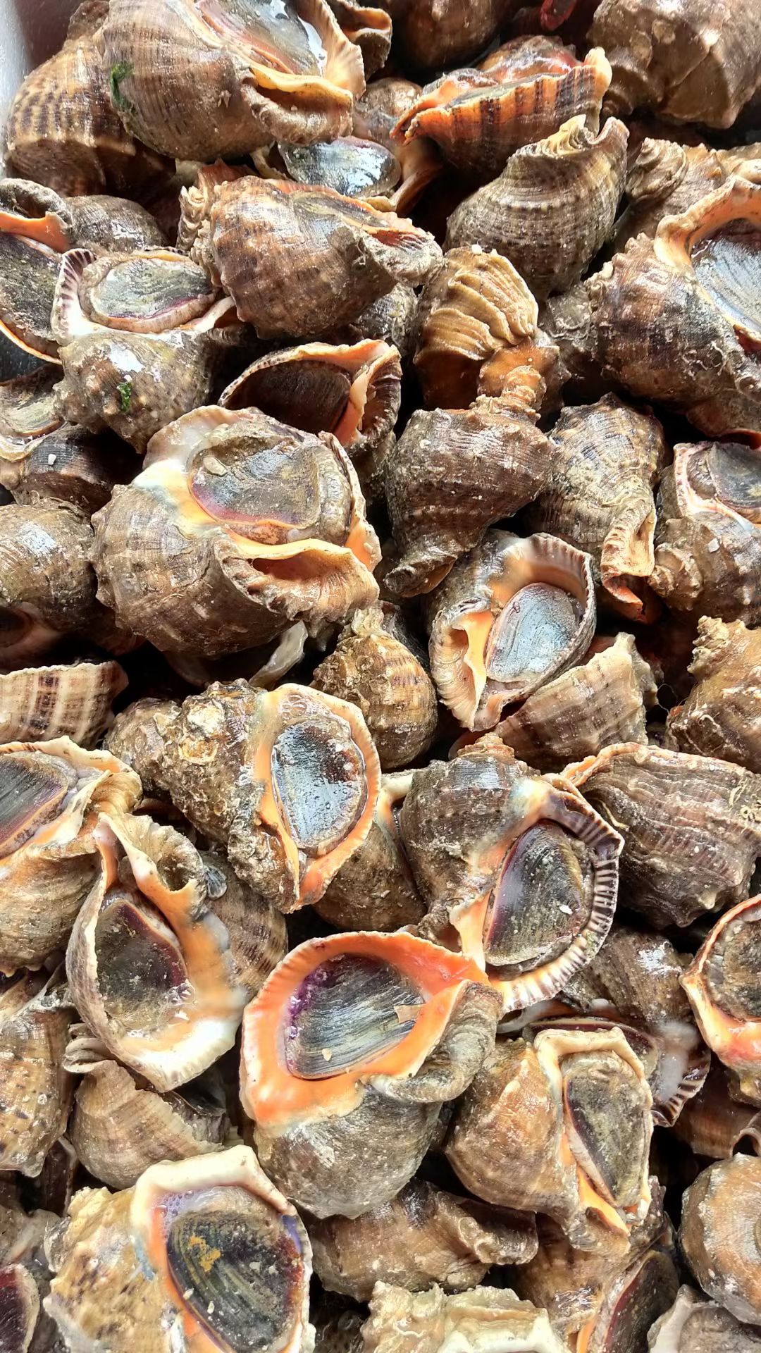 黄螺  海螺鲜活大海螺海产贝类