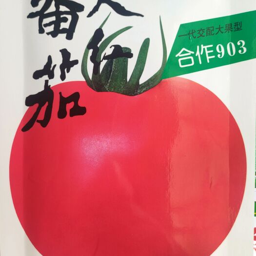 绵阳柿子种子原装10克上海合作早熟903大红番茄种子西红柿种子