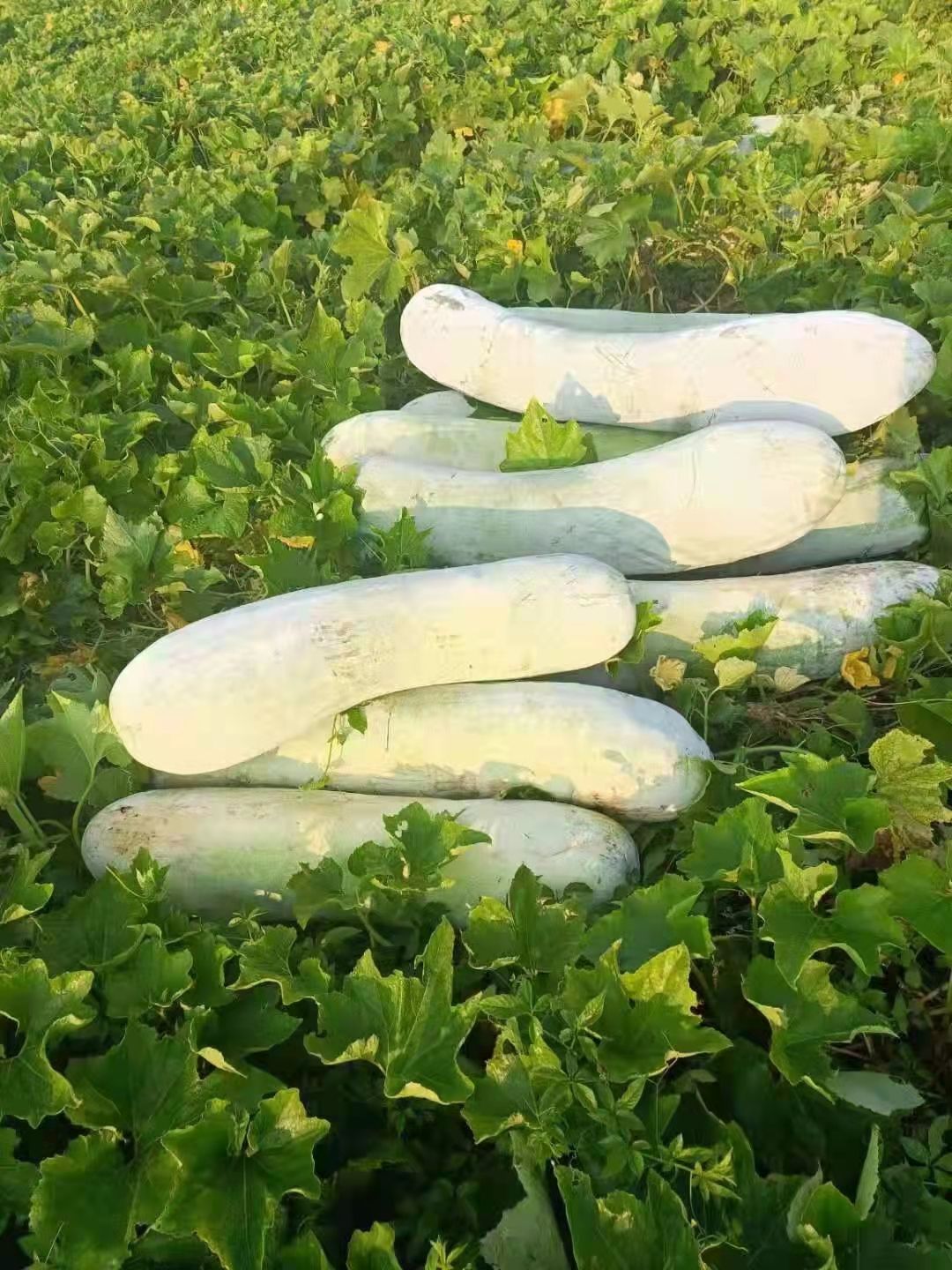 白皮冬瓜大量供货 质量保证