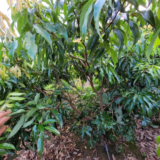 灵山县无核荔枝苗  无核荔枝4-5年大苗