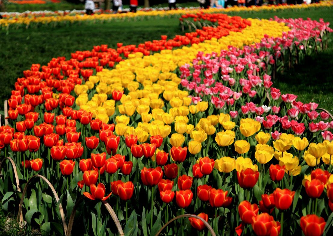 多年生郁金香种球荷兰郁金香种球大种球耐寒多年生花卉