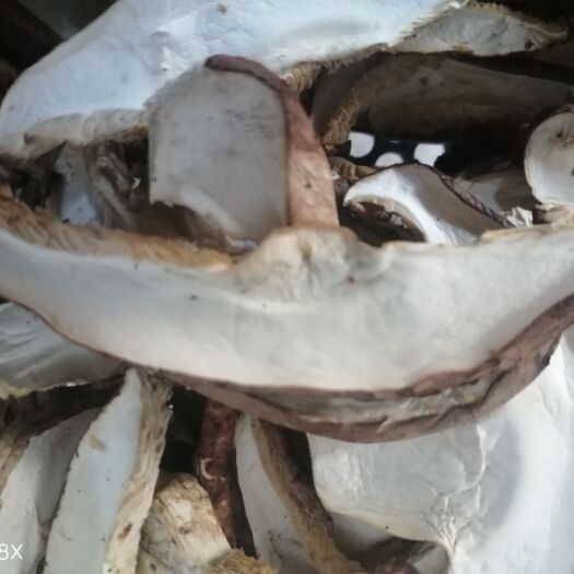 泌阳县干香菇片 香菇丝，电烘干色泽白亮2025新菇片