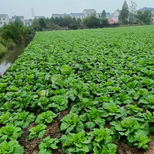 黄心大白菜开始包地了，欢迎全国各地老板前来预订！
