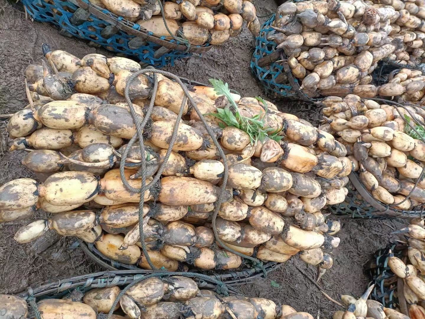 鄂莲6号  精品莲藕大量上货，长期供应市场，超市，电商平台，