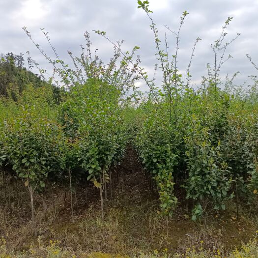 奉新县红露珍 茶花