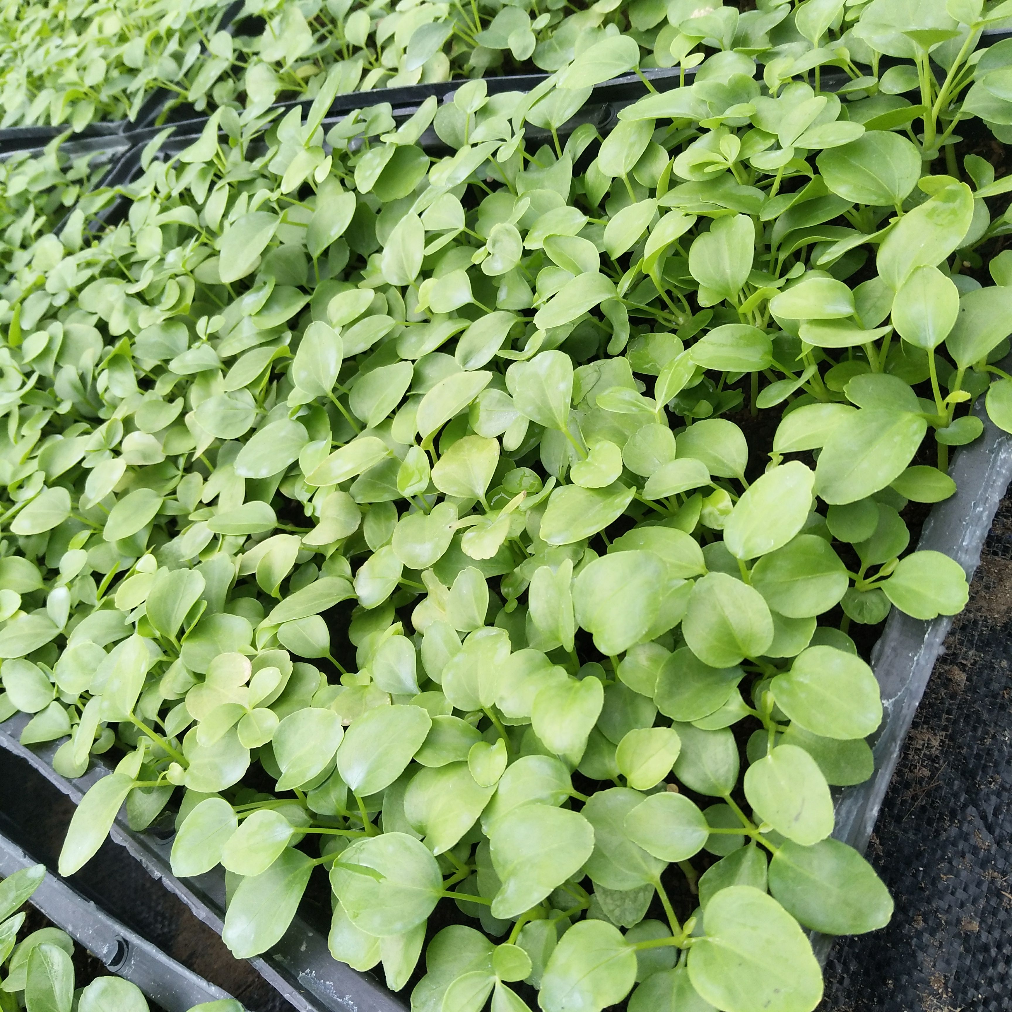 鸭脚木苗七叶莲室内花卉盆栽绿植净化空气