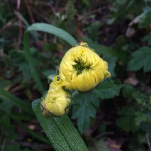芮城县菊花 九月菊 花 花骨朵  干货