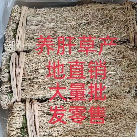 养肝草龙须草种植大户追求品质一手货源一年四季现挖现卖新鲜