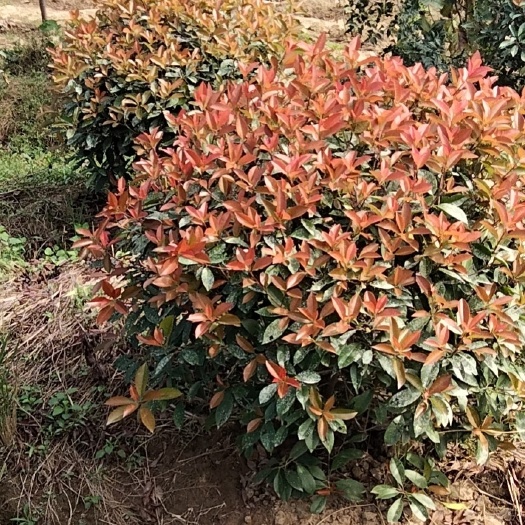 来安县火焰红 石楠苗，金森苗，小龙柏容器苗，石楠球