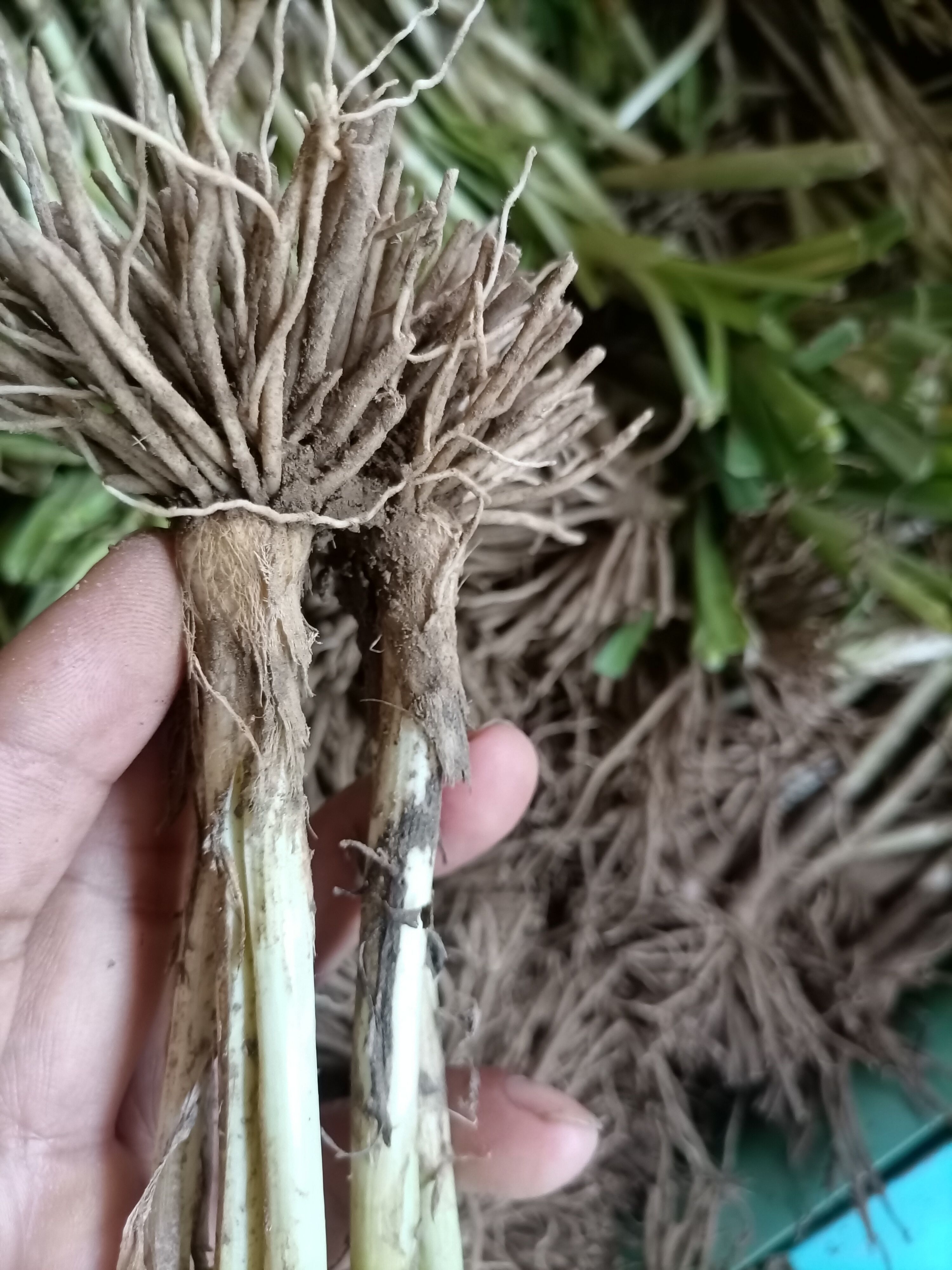 一年带苗粗壮韭菜根，手工分捡保质保量易成活