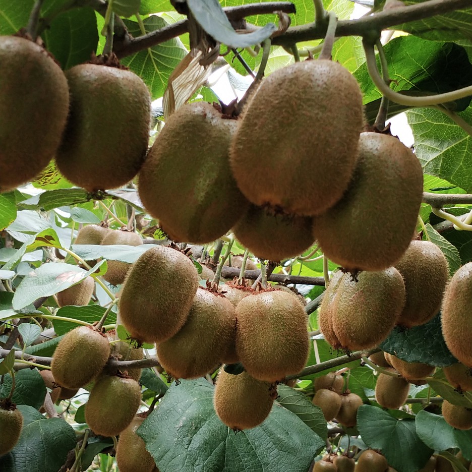眉县猕猴桃品种图片