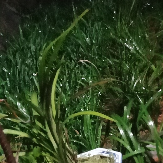 苍溪县春兰苗