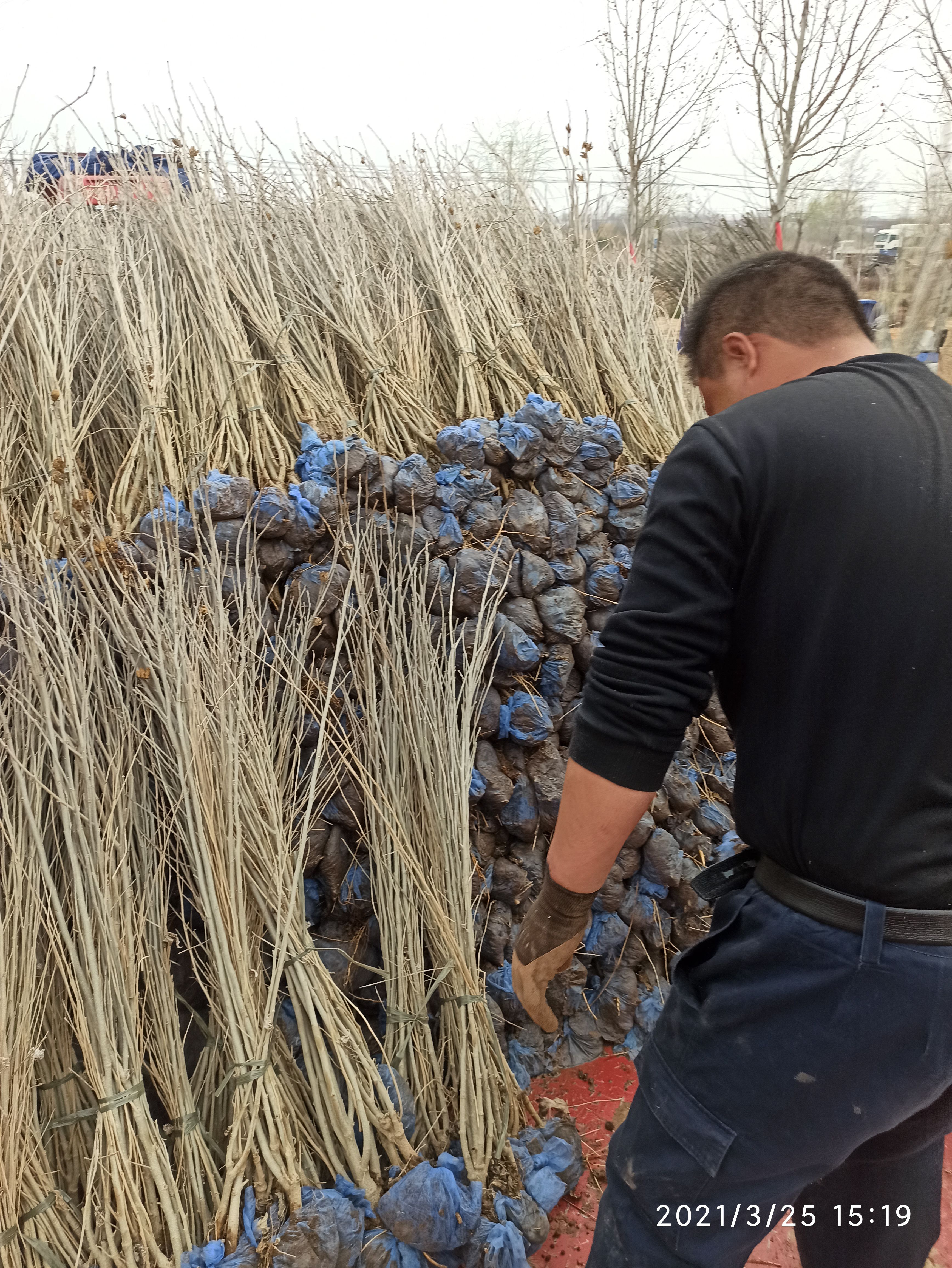 红花木槿  丛生木槿、大棵木槿、独杆木槿