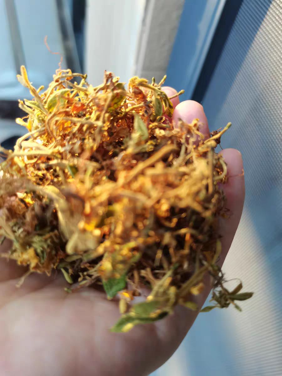 金银花