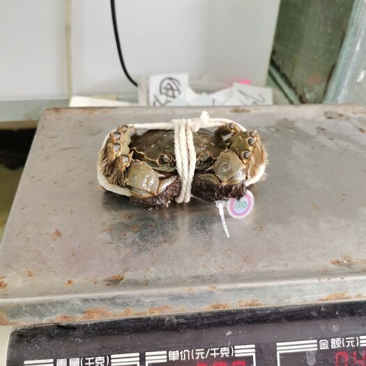 苏州正宗阳澄湖镇大闸蟹，青壳白肚，有玫红色湖蟹蟹扣，欢迎咨询