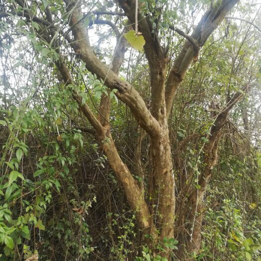 灌阳县石榴树苗 果石榴树