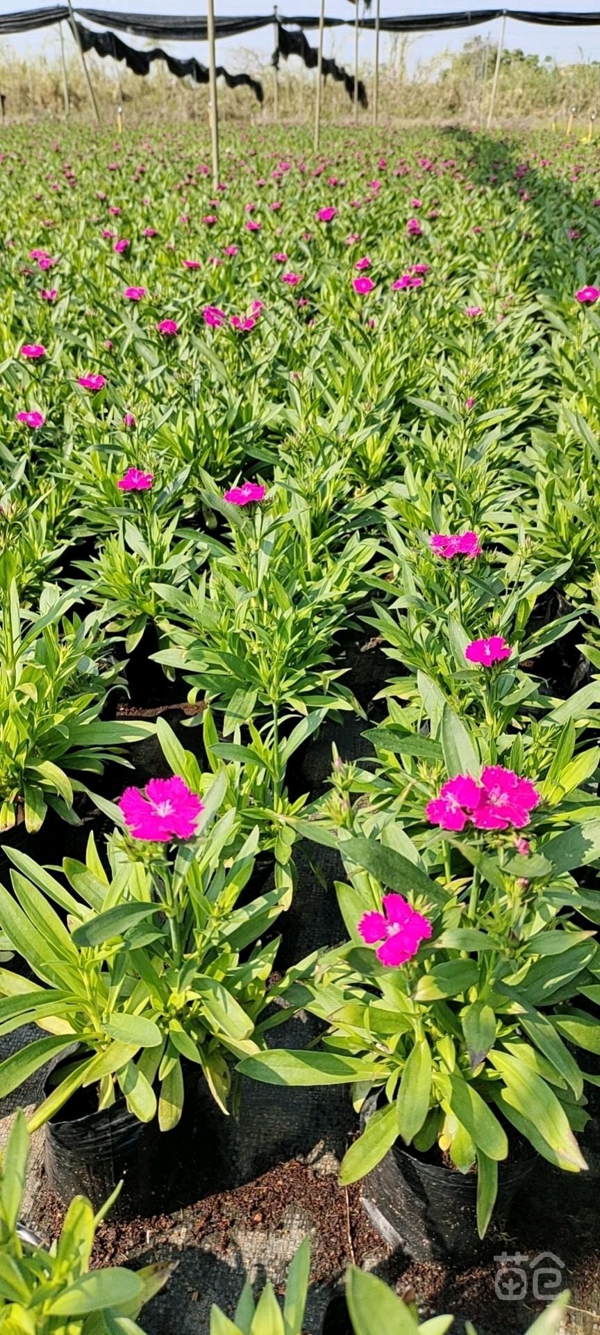 万寿菊苗  一品红地被时花鸡冠花长春花孔雀草石竹万寿菊，各种时时花基地直