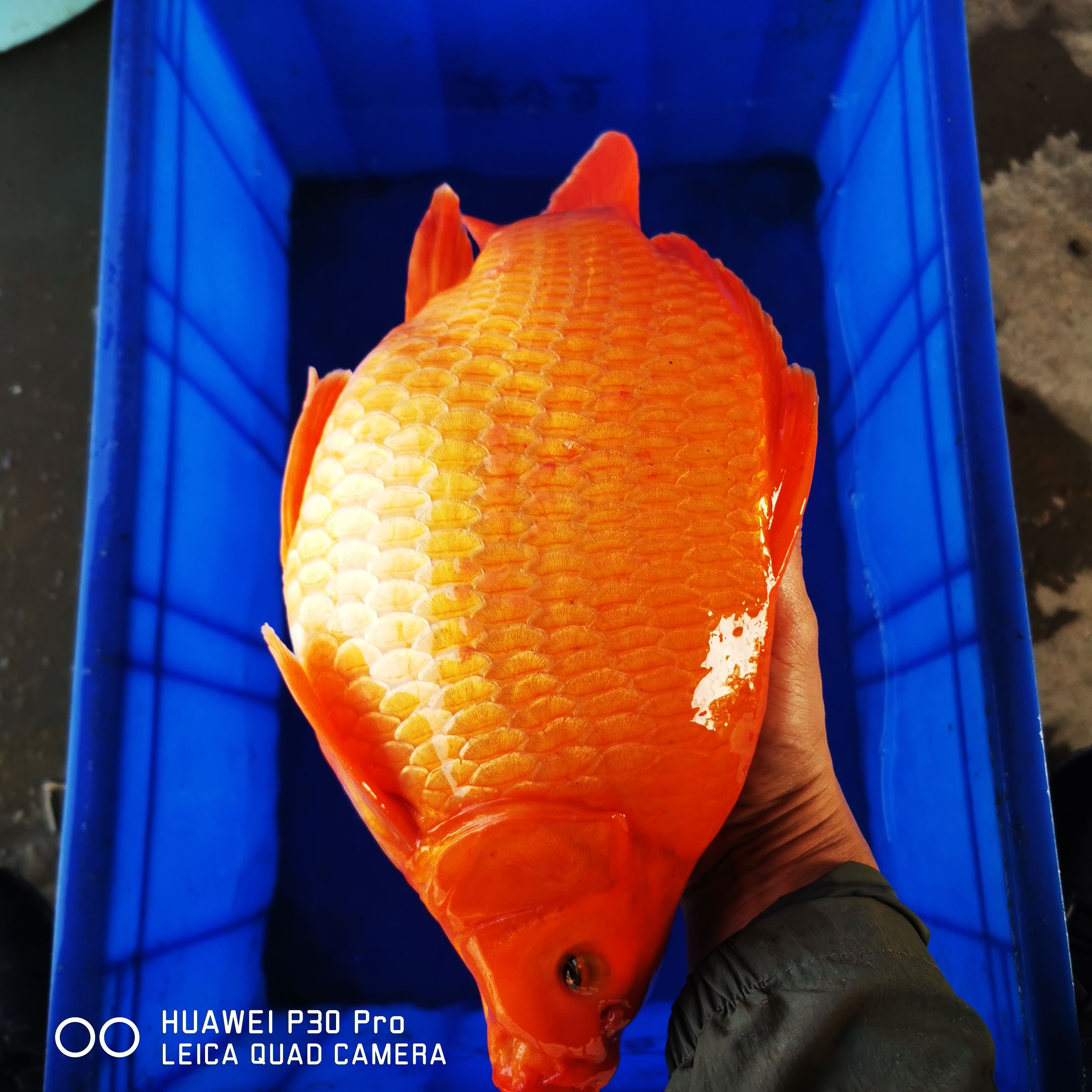 红鲤鱼  鱼场精品荷包鲤批发