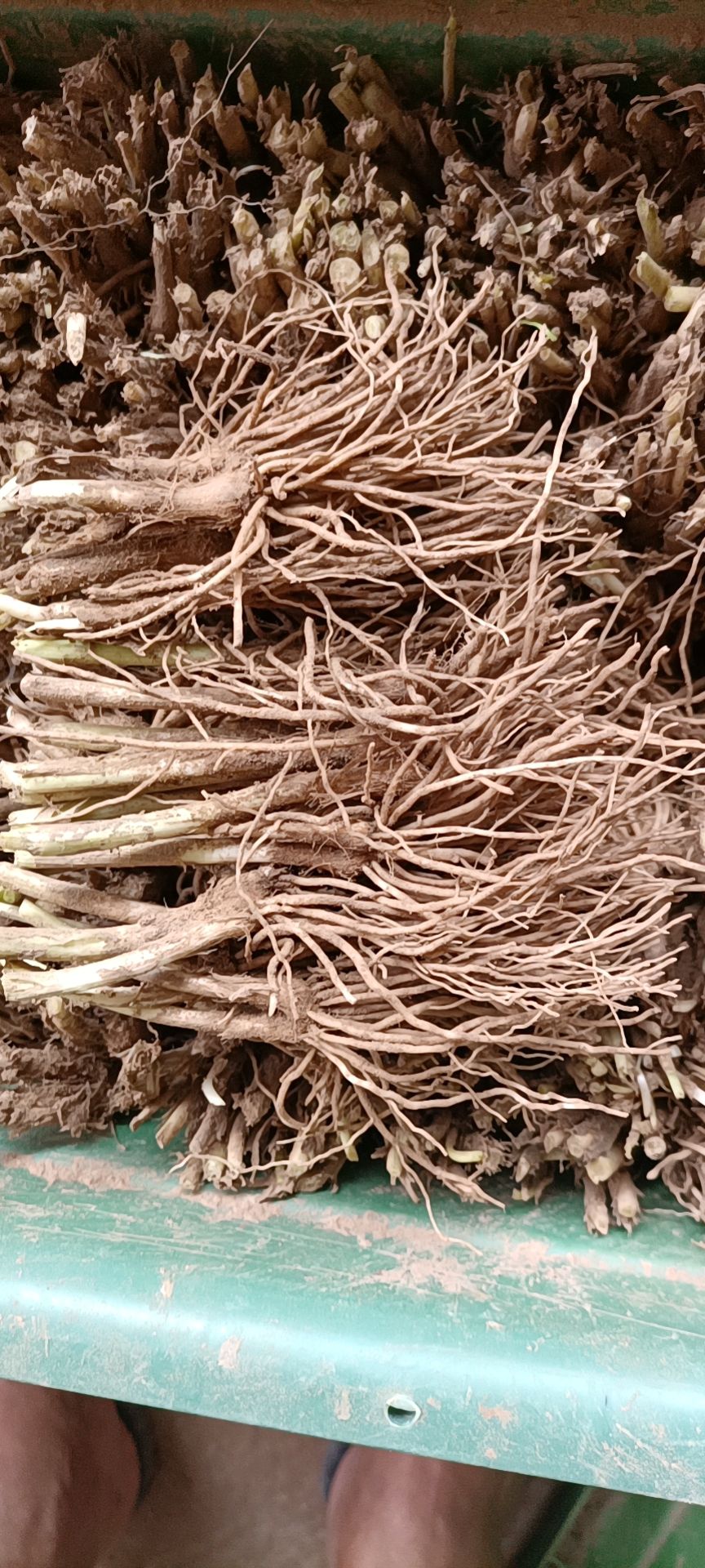 南宫市一年带苗粗壮韭菜根，手工分捡保质保量易成活