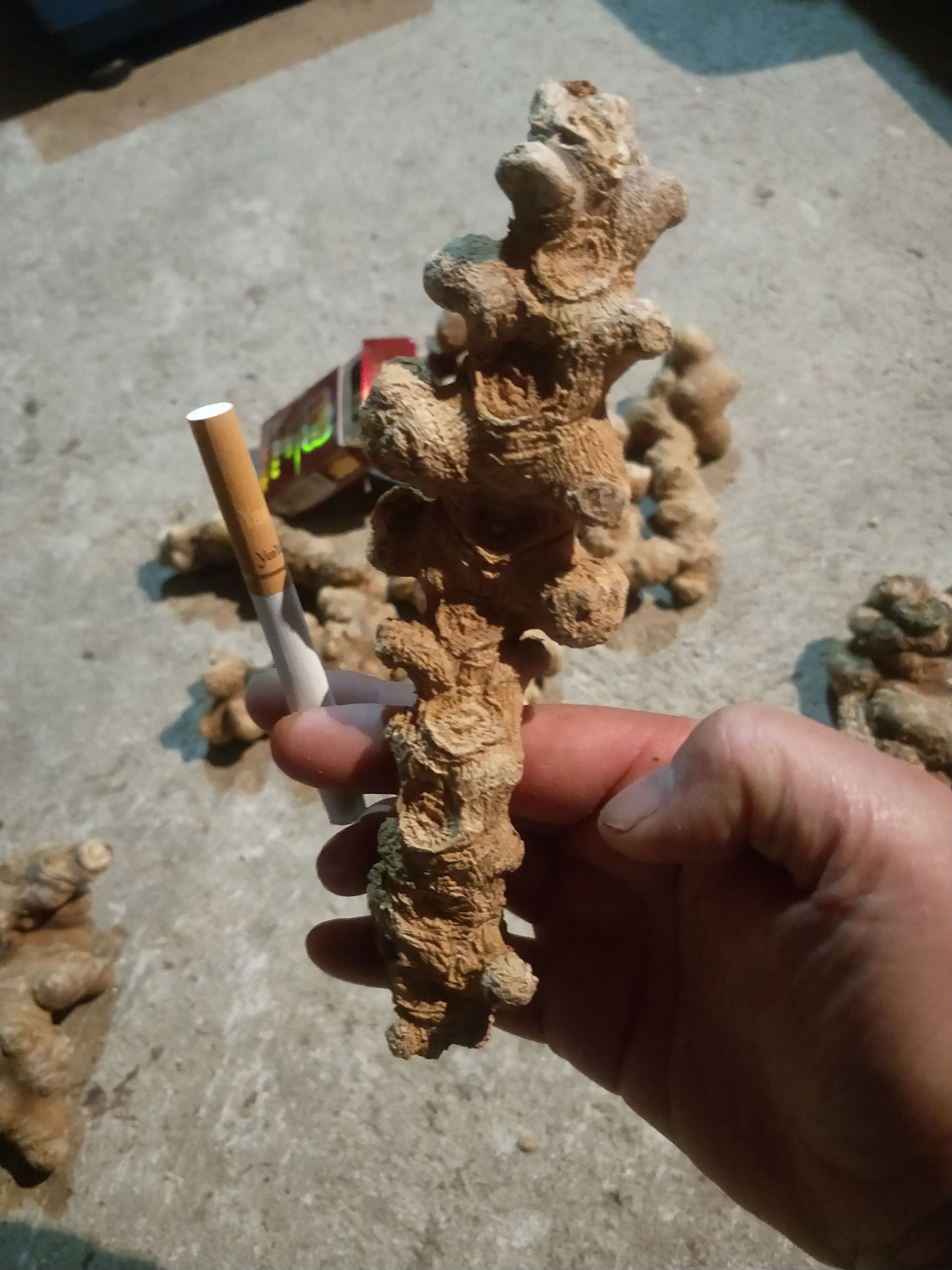 竹节参干货，成品大量上市