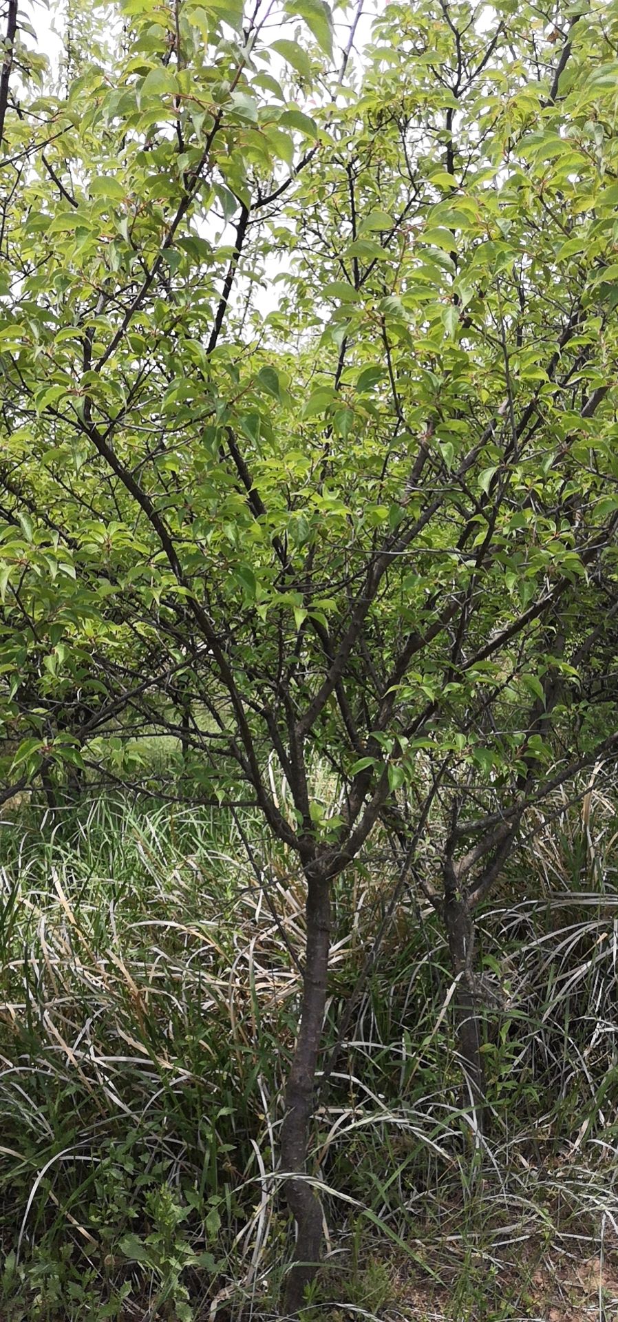 松红梅 红梅树苗 红梅苗木价格有浮动