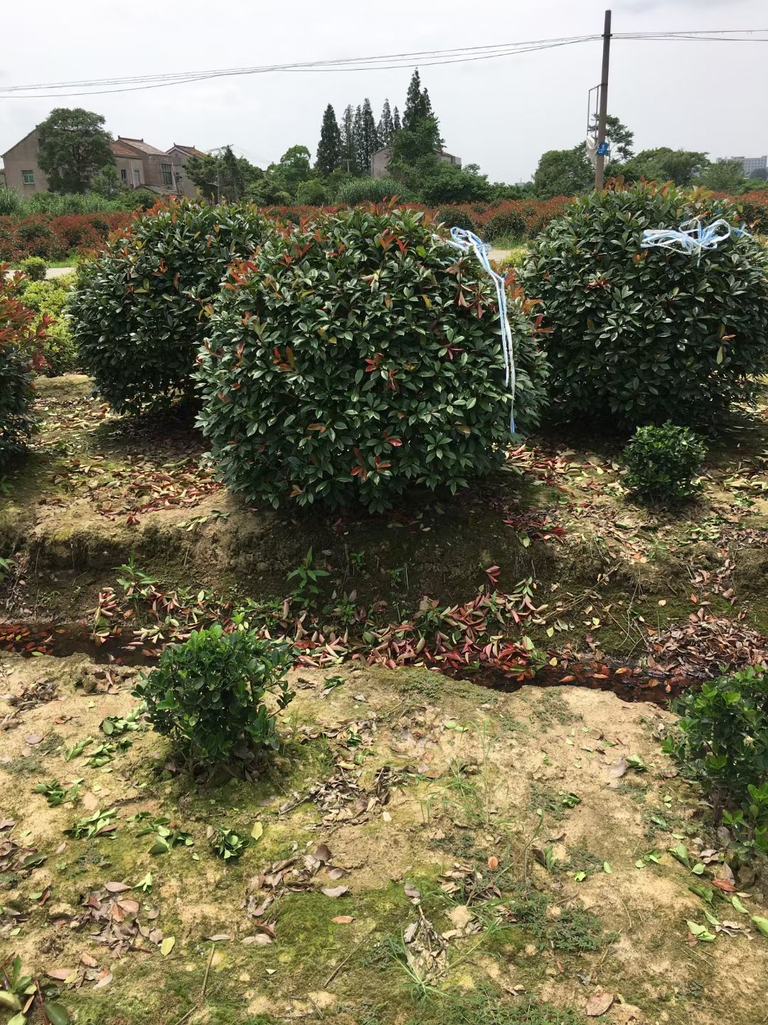 火焰红 石楠球50～3米